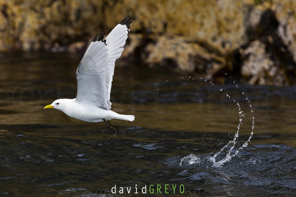 Mouette tridactyle