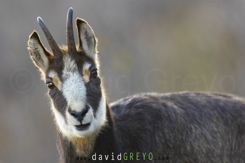 Chamois