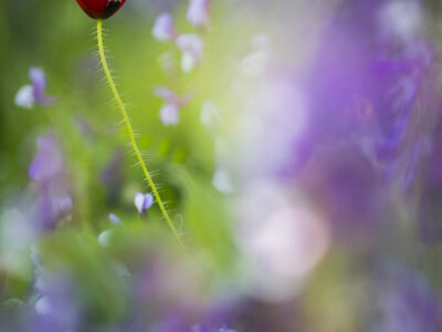 Coquelicot