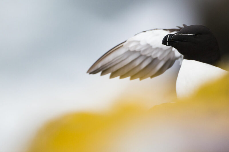 Pingouin torda