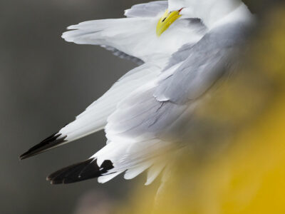 Mouette tridactyle