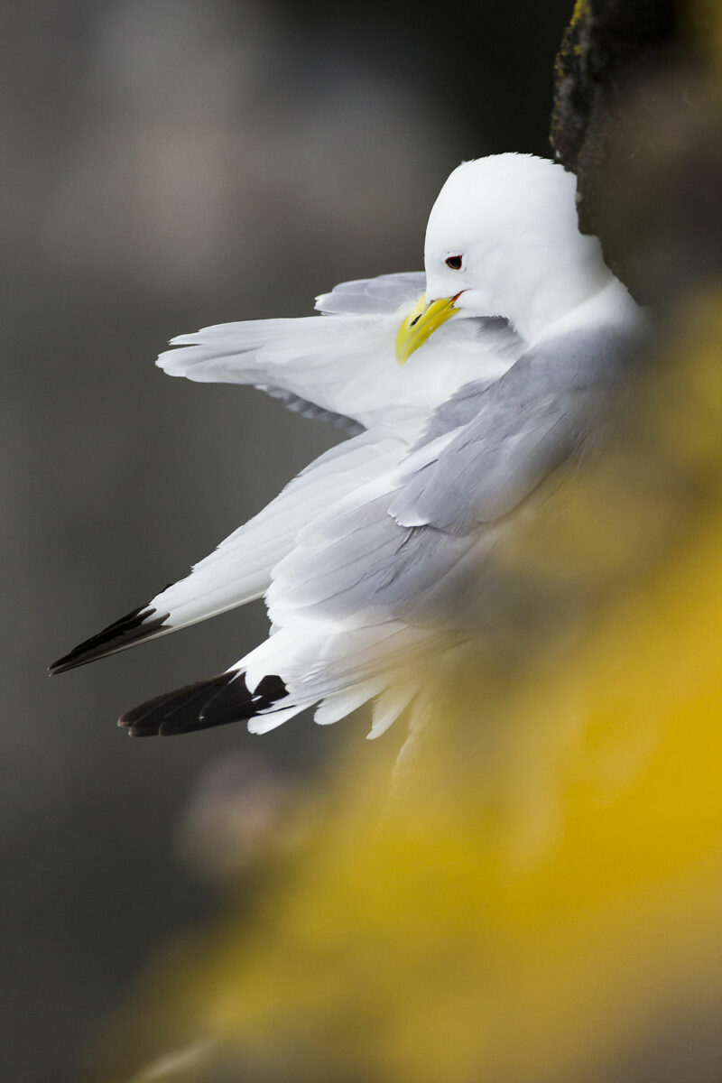 Mouette tridactyle