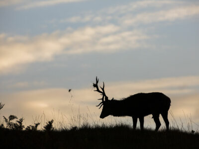 Cervus elaphus