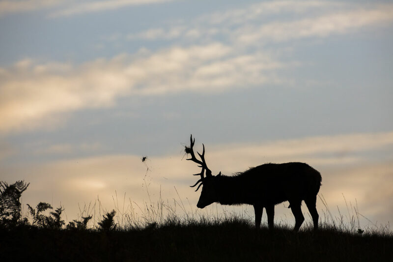 Cervus elaphus