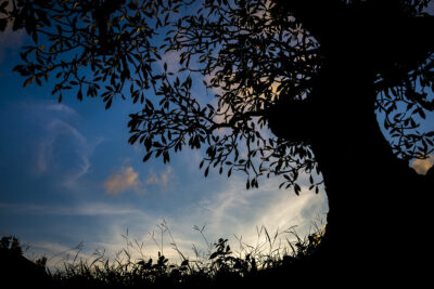 Arbre en soirée