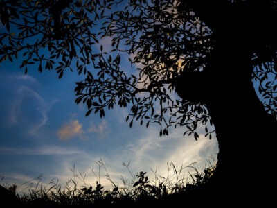 Arbre en soirée