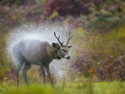 Cerf sous la pluie