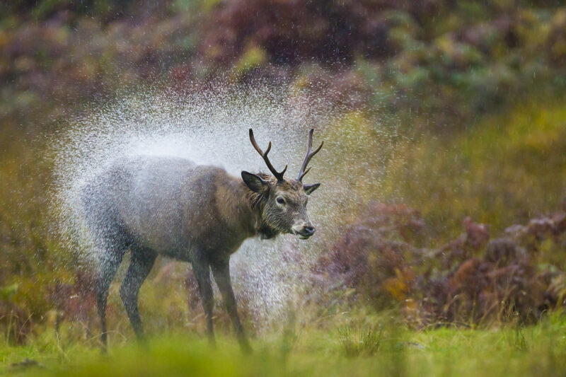 Cerf sous la pluie