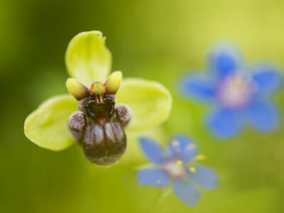 Ophrys bombyx