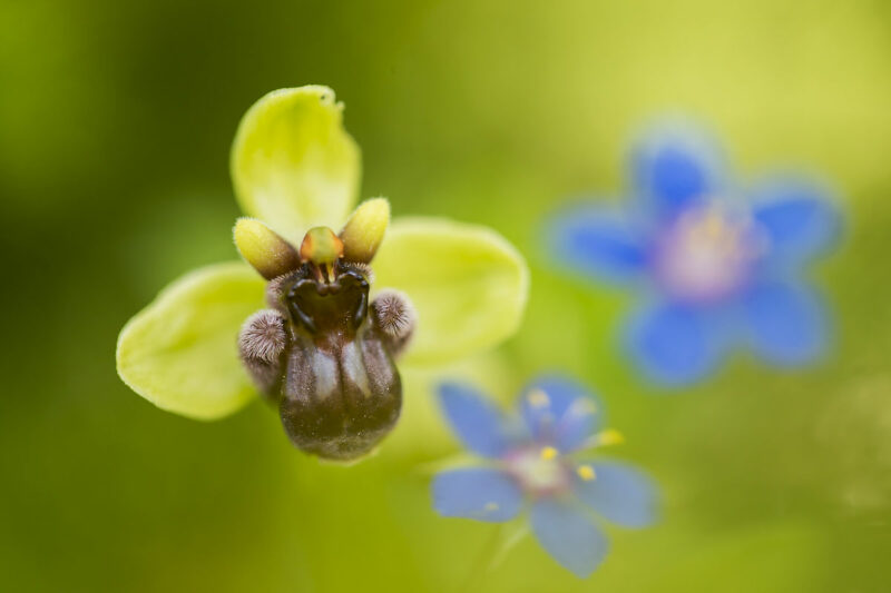 Ophrys bombyx