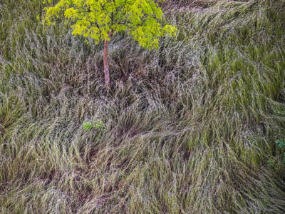 Arbre dans les champs