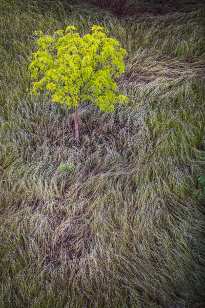 Arbre dans les champs