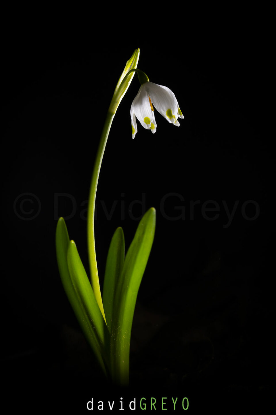 Leucojum vernum