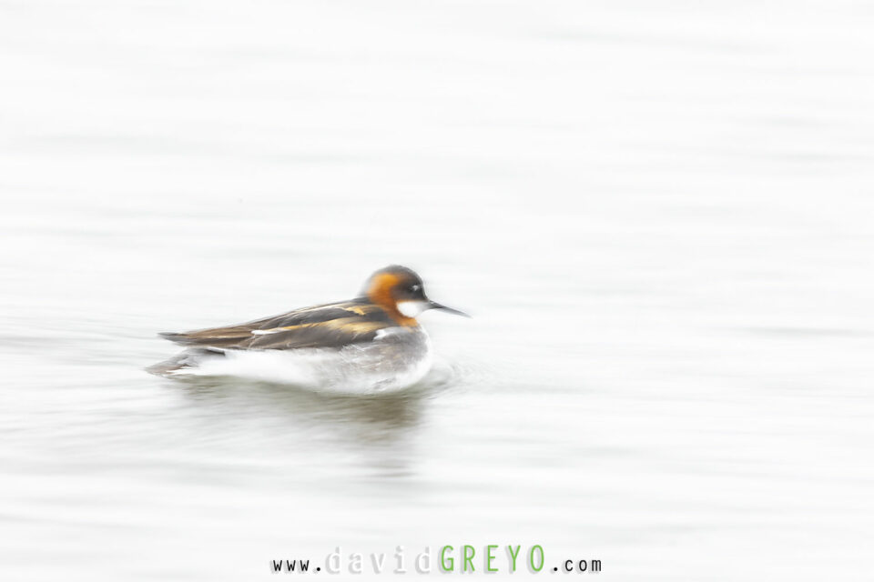 Phalarope à bec étroit