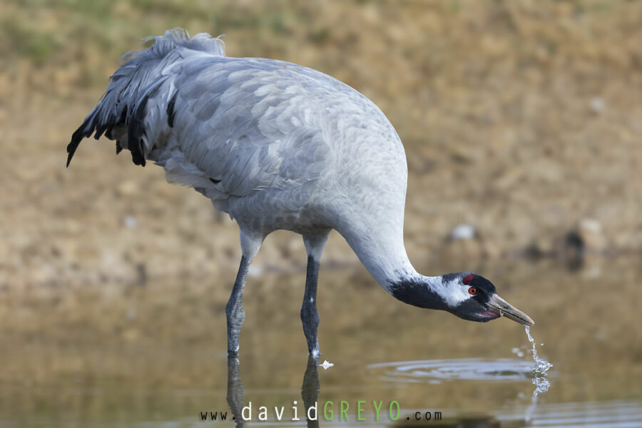 Grue cendrée David Greyo Photographe suisse à Echallens