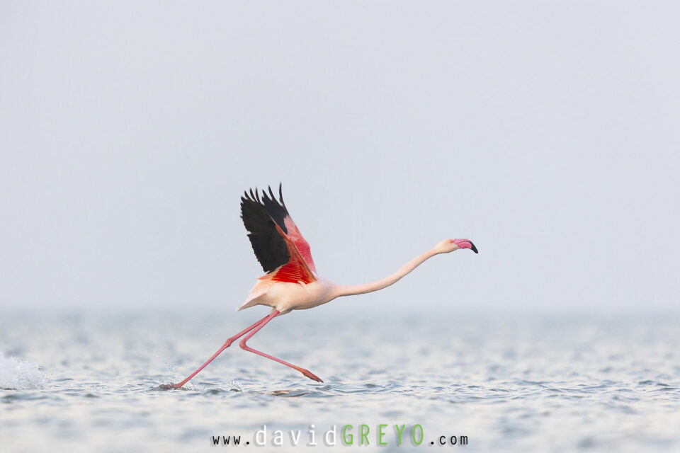 Flamant rose