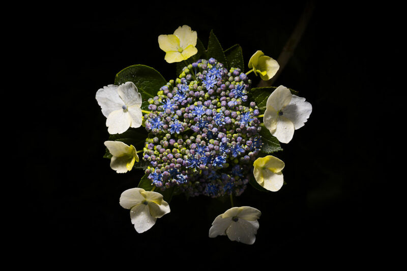 Hortensia I