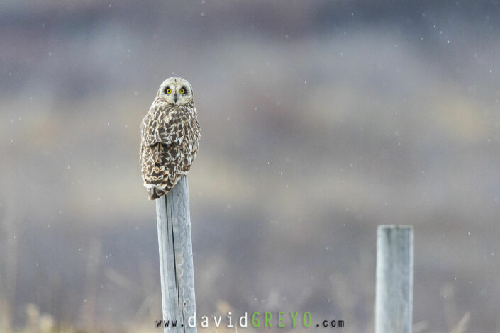 Hibou des marais