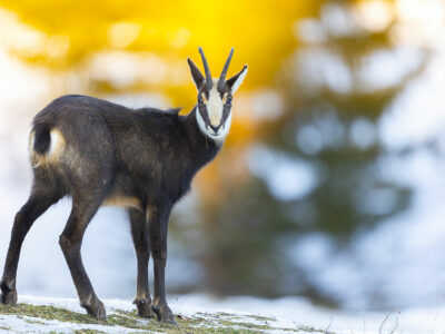 Chamois