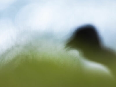 Pingouin impressionniste