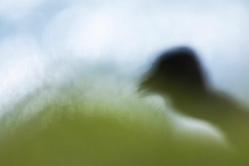 Pingouin impressionniste