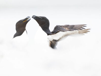 Pingouin torda en couple