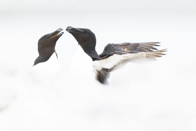 Pingouin torda en couple