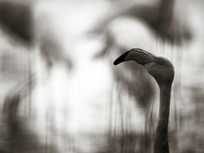 Tirage d'art de Flamant rose