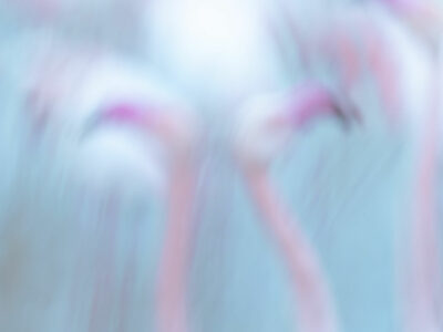 Tirage d'art de Flamants roses