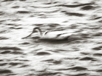 Tirage d'art d'Avocette élégante