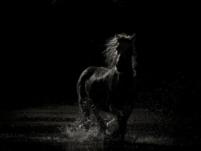 Chevaux camarguais III