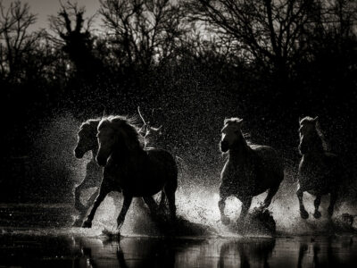 Chevaux camarguais IV
