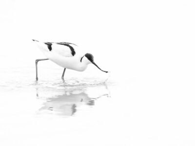 Tirage d'art d'Avocette élégante