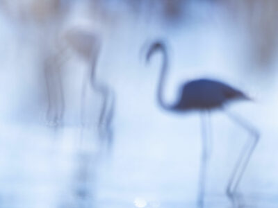 Tirage d'art de Flamants roses