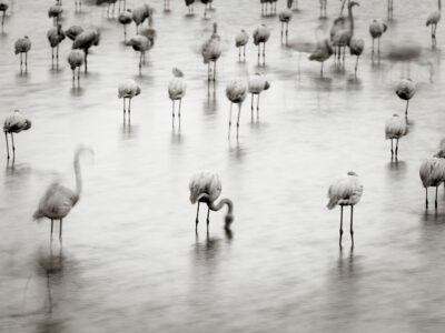 Tirage d'art de Flamants roses