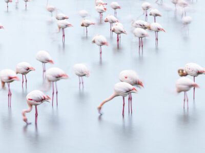 Tirage d'art de Flamants roses