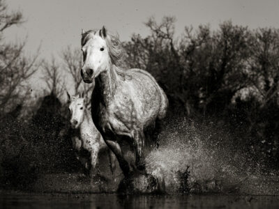 Chevaux camarguais V