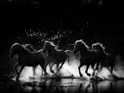 Tirage d'art de Chevaux de Camargue