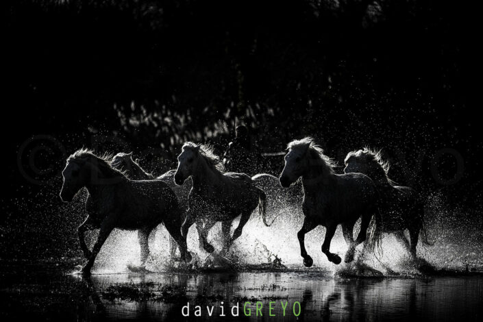 Chevaux de Camargue