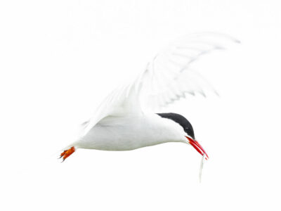 Sterne arctique II