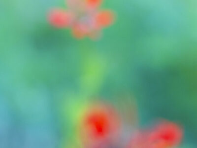 Adonis flamme