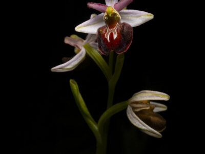 Ophrys de Tommasin