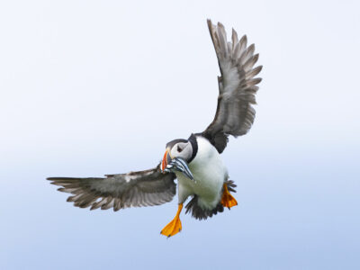 Kung-fu macareux